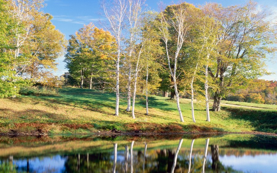 Осенний пейзаж - пейзаж, природа, река, березки, осень - оригинал