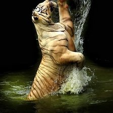 Оригинал схемы вышивки «тигр в воде» (№886615)