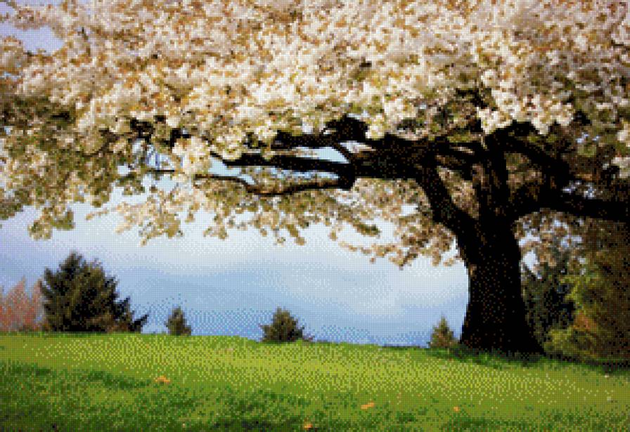 Весна - цветы, дерево, весна - предпросмотр