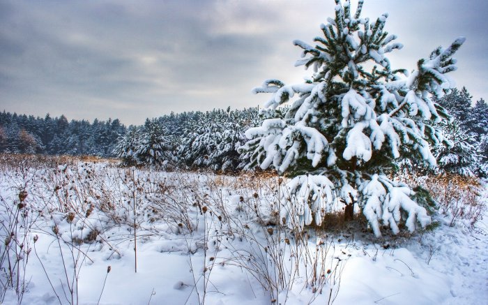 дерево - зима, пейзаж, природа, снег, елка - оригинал
