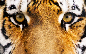 взгляд тигра - тигр, кошка, глаза, взгляд - оригинал