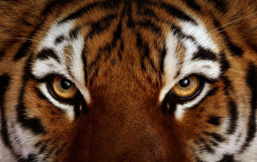 взгляд тигра - тигр, глаза, кошка, взгляд - оригинал