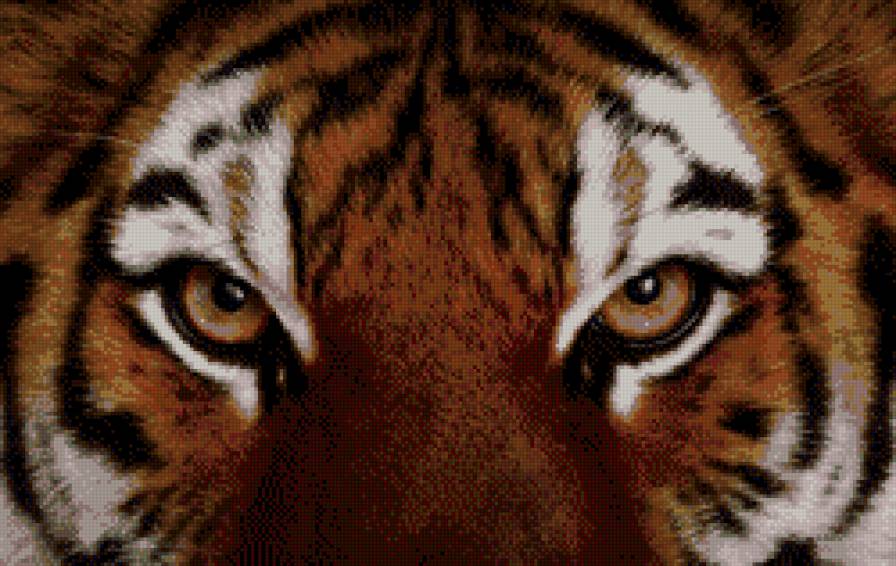 взгляд тигра - тигр, глаза, кошка, взгляд - предпросмотр