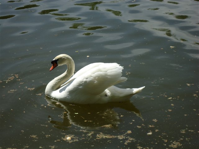 Белый лебедь - природа. вода - оригинал