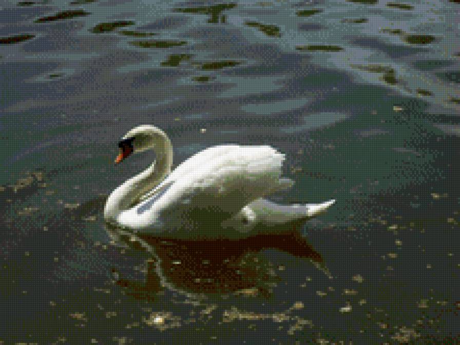 Белый лебедь - природа, вода - предпросмотр