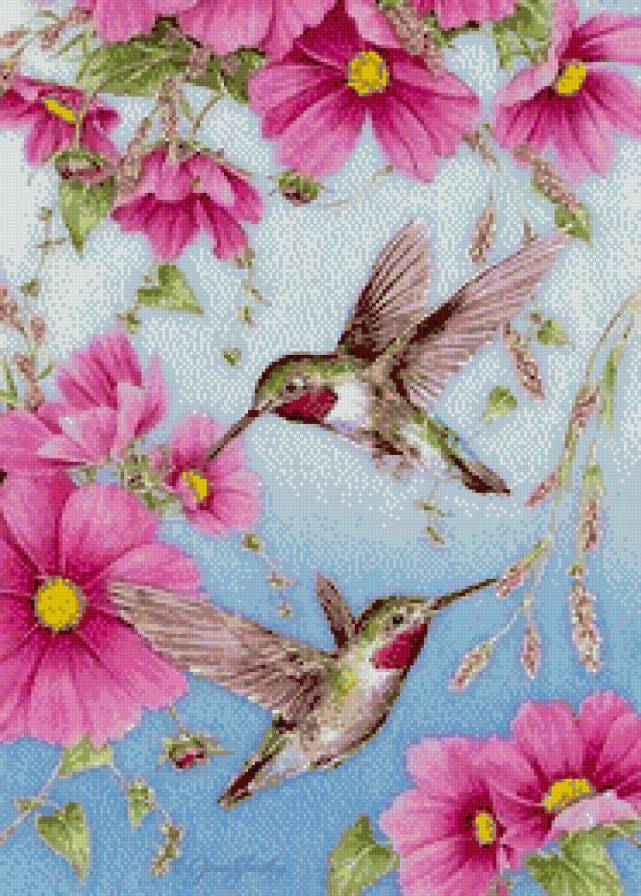 Калибри - птицы - предпросмотр