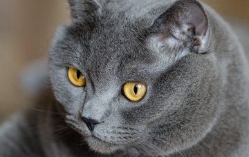 британец - кот, британец, серый, янтарные глаза, кошка, взгляд - оригинал