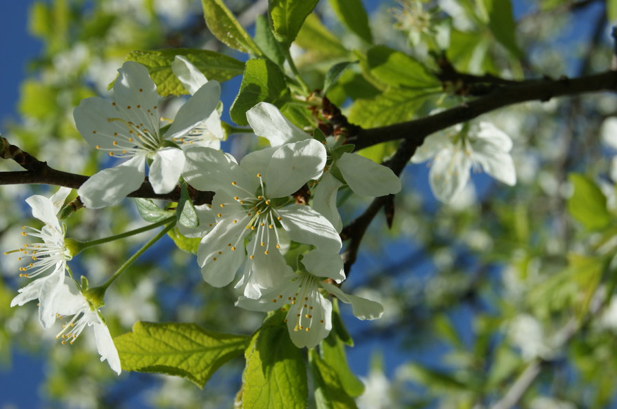 Яблоня в цвету - цветы, природа - оригинал