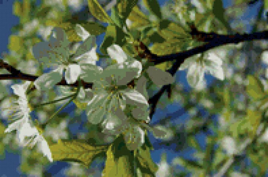 Яблоня в цвету - природа, цветы - предпросмотр