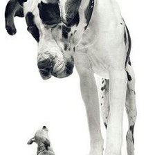 Схема вышивки «дог»