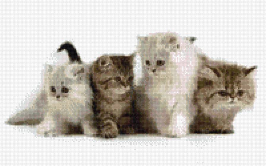котята - коты, животные - предпросмотр