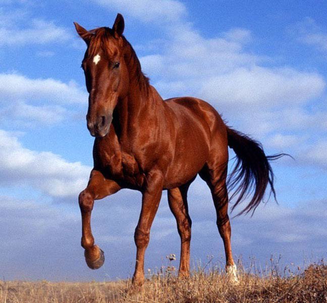 лошадь - лошадь - оригинал