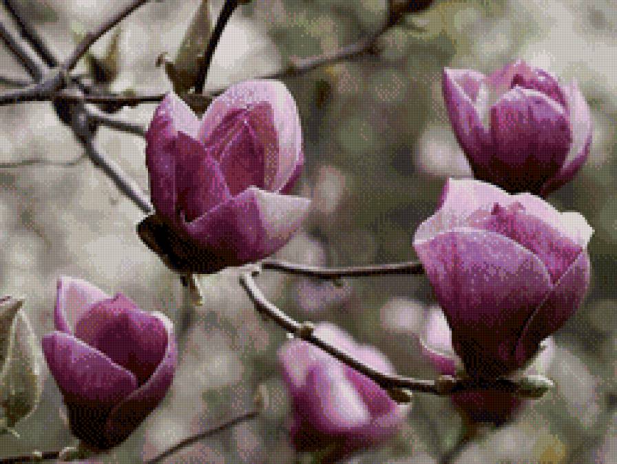 магнолия - цветы, ветка, цветок, магнолия, весна - предпросмотр