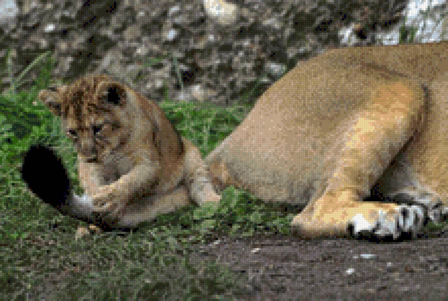 6 - львы - предпросмотр