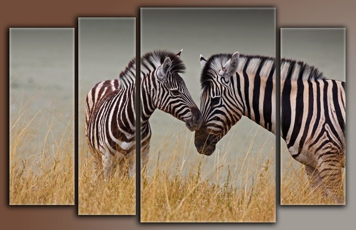 Зебры - природа, животные - оригинал