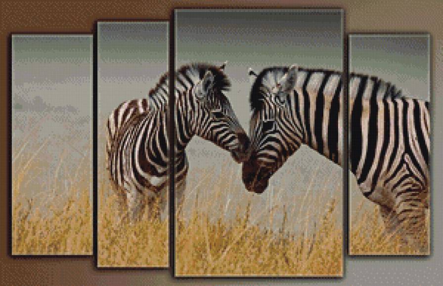 Зебры - природа, животные - предпросмотр