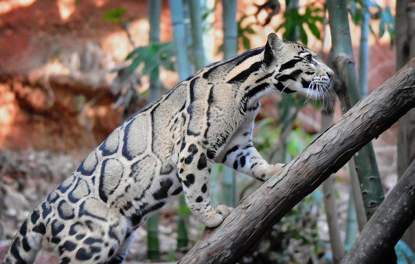 Дымчатый леопард - животные, кошки, дымчатый леопард - оригинал