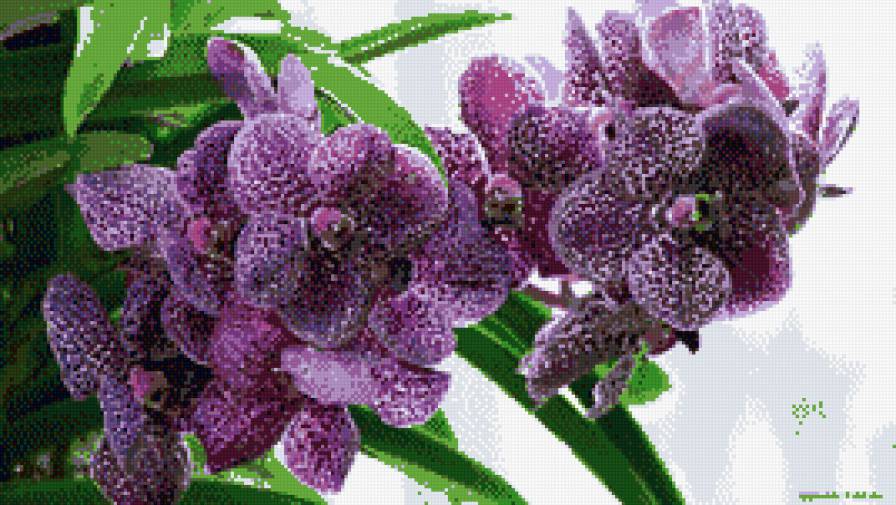 орхидея фиолет - орхидея, цветы - предпросмотр