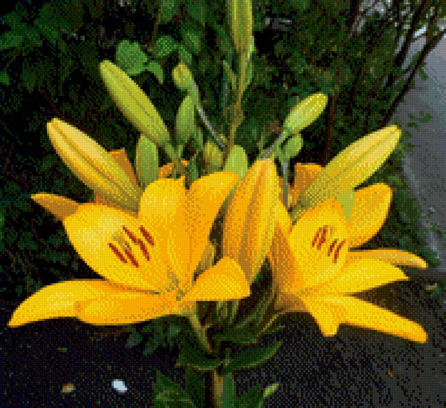 Лилия - цветы, лилия - предпросмотр