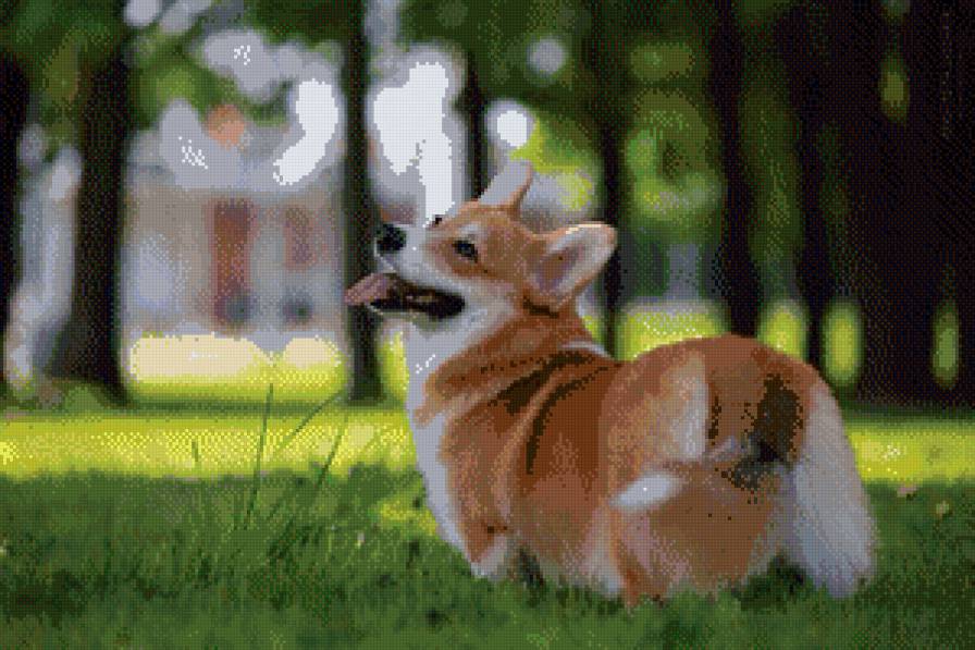 Корги - собака, природа, корги - предпросмотр