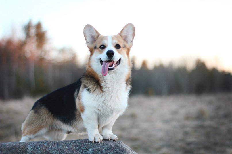 Корги - собака, корги, природа - оригинал