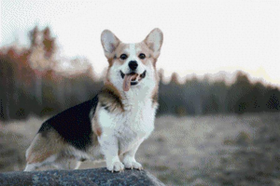 Корги - корги, собака, природа - предпросмотр