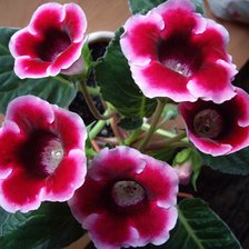 Схема вышивки «граммофончики»