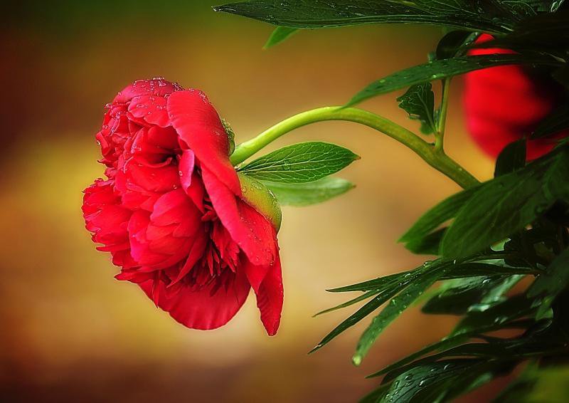 пионы - пионы - оригинал