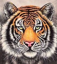 Схема вышивки «триптих "тигры"( картина №1)»