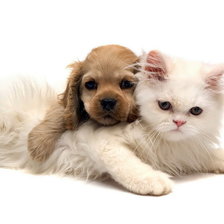 Схема вышивки «Собачки и котик»