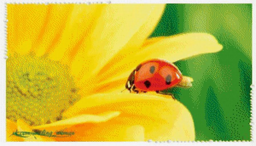 божья коровка - предпросмотр