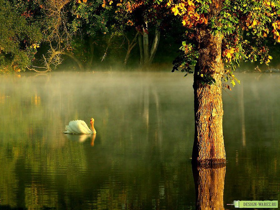 лебедь - лебедь пруд природа - оригинал