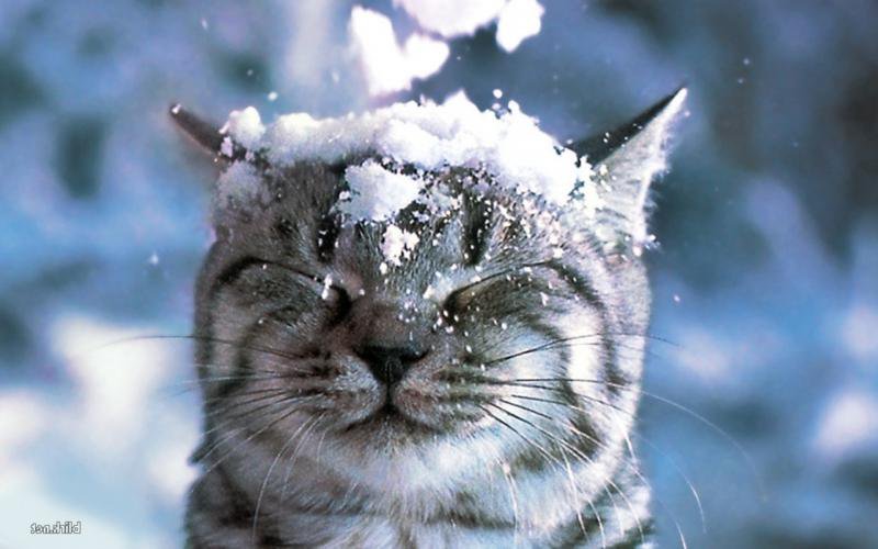 такого снегопада... - снег, зима, кот, животные - оригинал