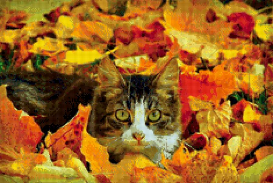 кот в осенней листве - животные, осень - предпросмотр