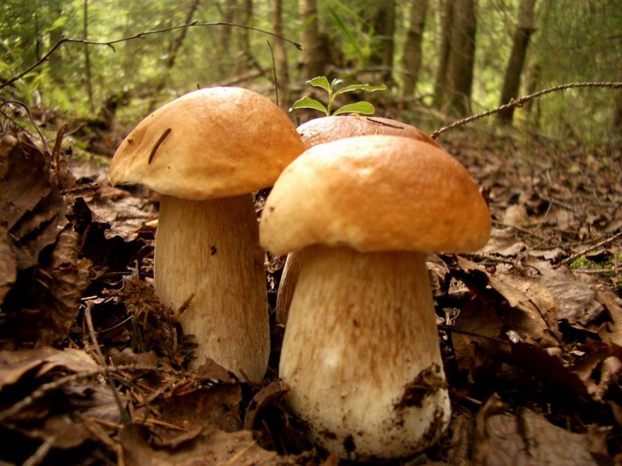 осенний урожай - осень, природа. грибы - оригинал