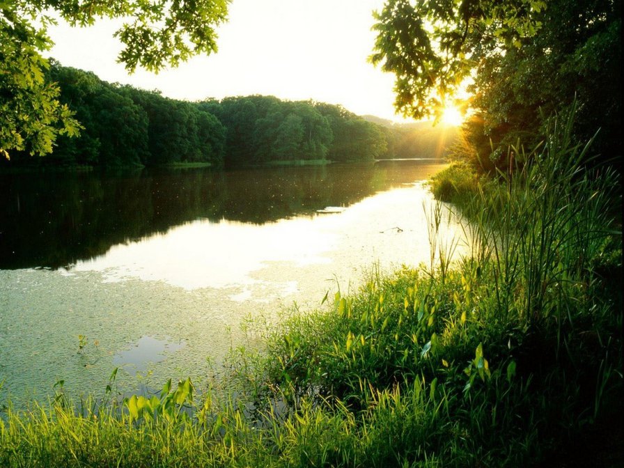 речка - природа. лето, река, пейзаж - оригинал