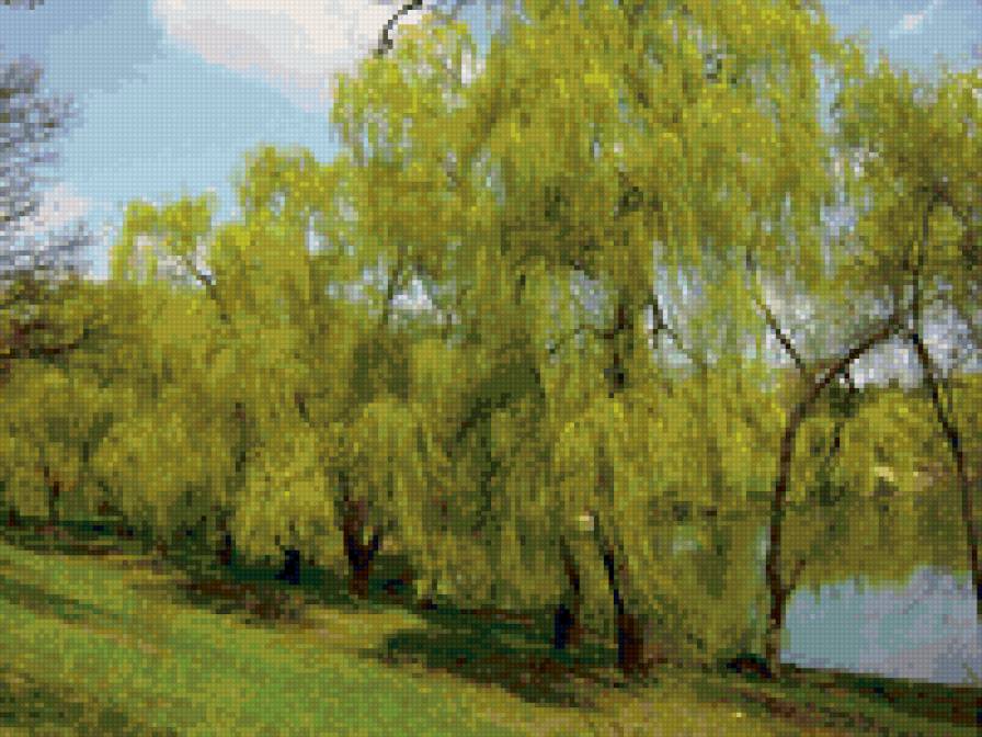 ивы - пейзаж. природа. весна, вода - предпросмотр