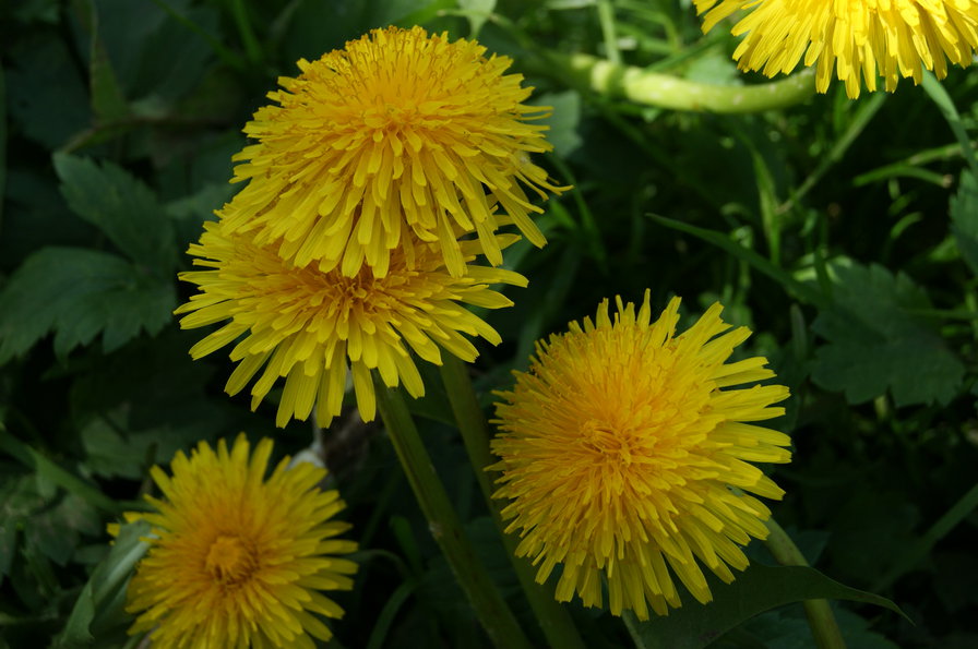 одуванчик - природа. цветы - оригинал