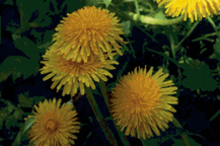 одуванчик - природа. цветы - предпросмотр