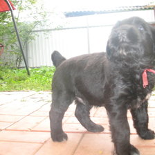 Схема вышивки «черный терьер»