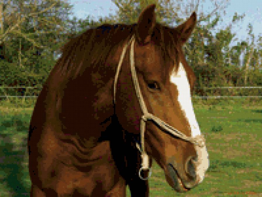 лошадь - лошади, животные - предпросмотр