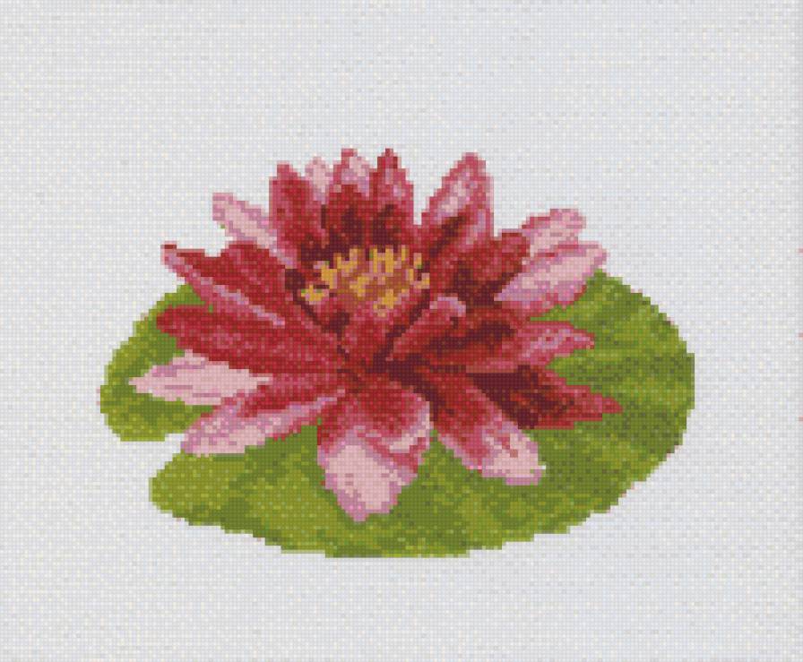 лилия - природа - предпросмотр