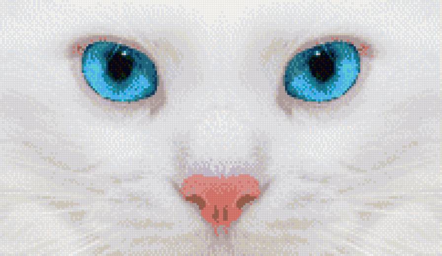 взгляд кота - глаза, белый, голубые, кот - предпросмотр