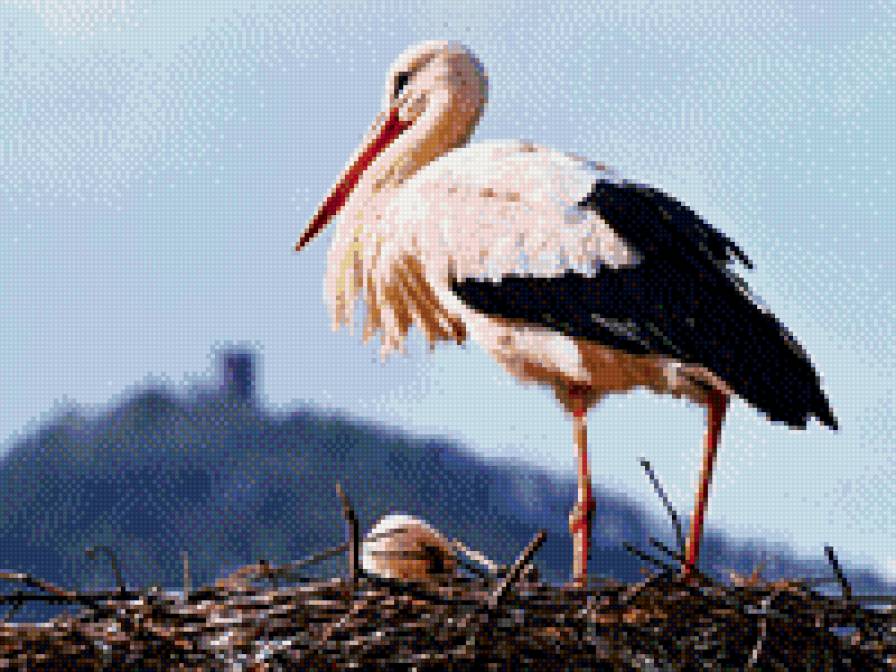 аист - птицы, гнезо, аист - предпросмотр