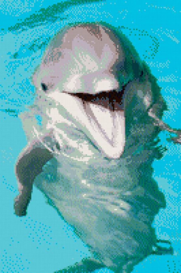 дельфин - улыбка, вода, дельфин - предпросмотр