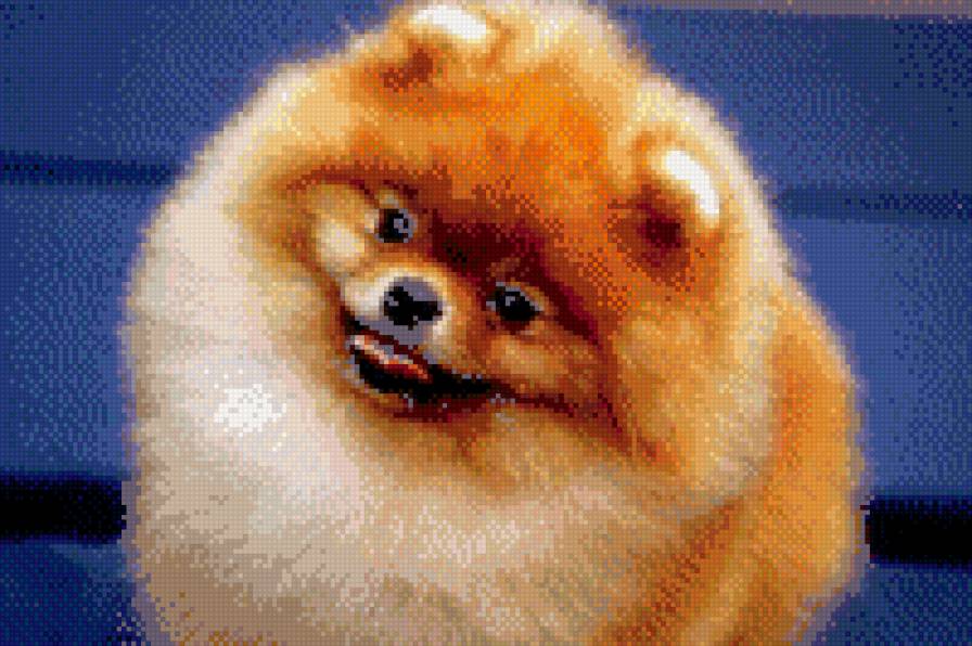 померанский шпиц - домашнее животное, пушистая, маленькая, собачка, рыжая - предпросмотр