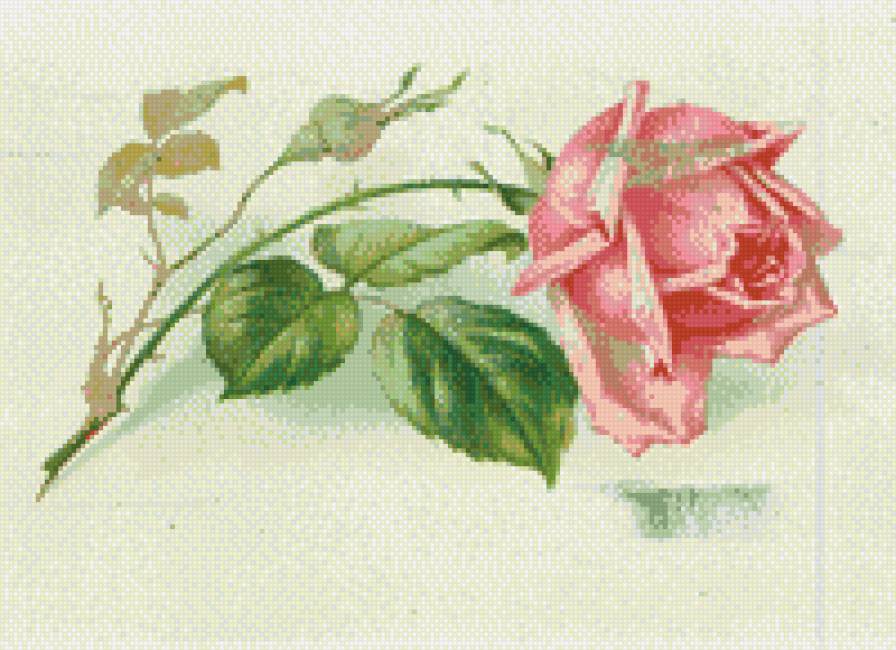 розы2 - предпросмотр