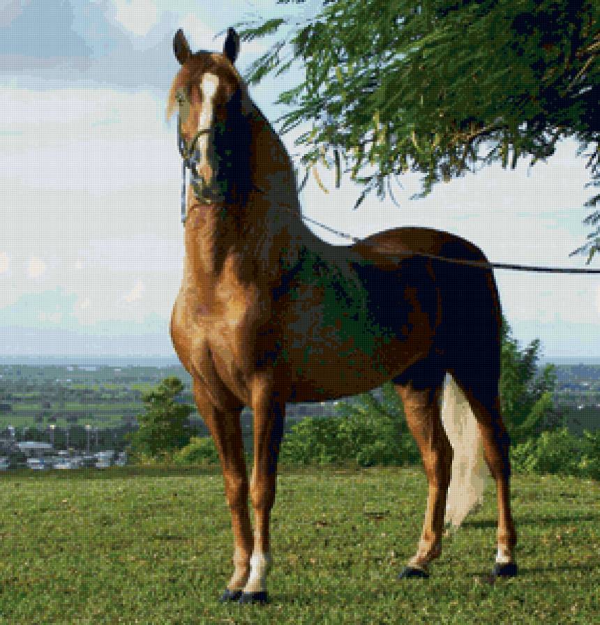 лошадь - животные, лошади, пейзаж - предпросмотр