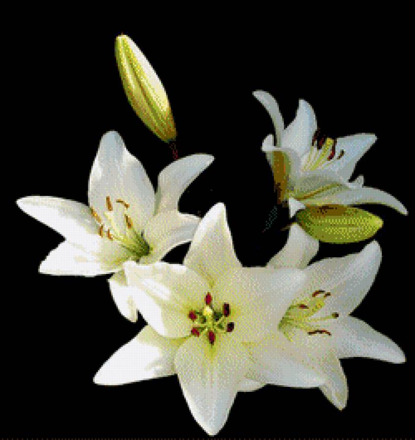 Цветы - цветы - предпросмотр