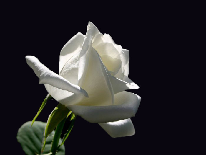 Цветок - оригинал